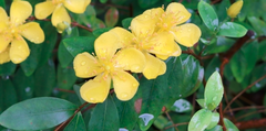 Hypericum geminiflorum