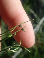 Isolepis setacea