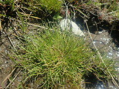 Isolepis setacea