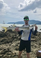 Sphyraena flavicauda