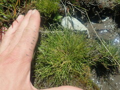 Isolepis setacea