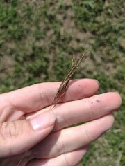 Bothriochloa pertusa