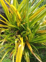 Furcraea foetida