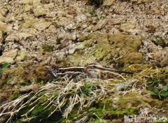 Gallinago gallinago