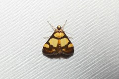 Deuterarcha xanthomela