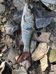 Hampala macrolepidota