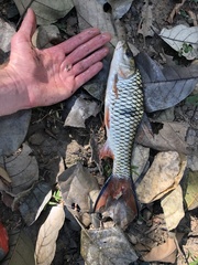 Hampala macrolepidota