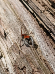 Phidippus whitmani