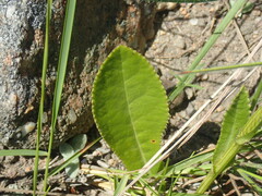 Alepidea peduncularis