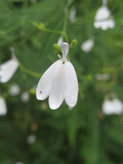 Rhinacanthus nasutus