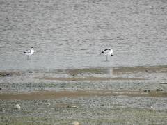 Recurvirostra avosetta