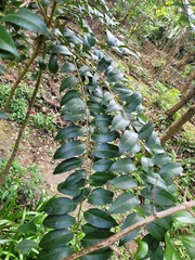 Putranjiva formosana