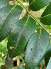 Putranjiva formosana