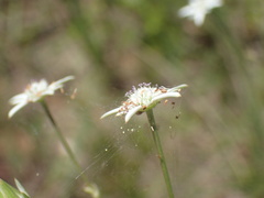 Alepidea peduncularis