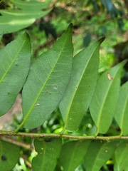 Putranjiva formosana