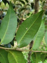 Putranjiva formosana