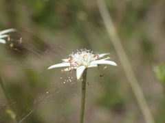 Alepidea peduncularis