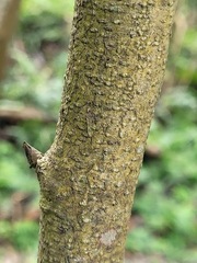 Putranjiva formosana