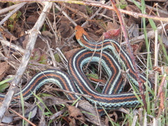 Thamnophis sirtalis tetrataenia