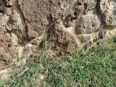 Bothriochloa pertusa