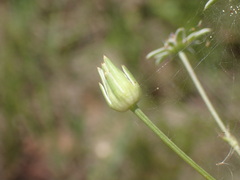 Alepidea peduncularis