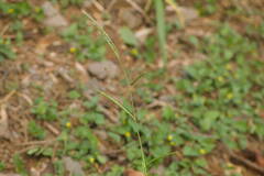 Urochloa plantaginea