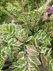 Euphorbia tithymaloides