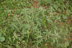 Amaranthus polygonoides