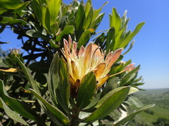 Protea roupelliae roupelliae