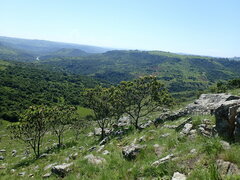Protea roupelliae roupelliae