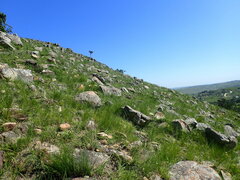 Protea roupelliae roupelliae