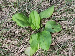 Plantago asiatica