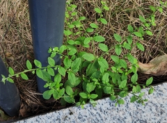 Bothriospermum zeylanicum