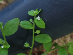 Bothriospermum zeylanicum