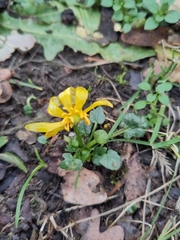 Ficaria verna