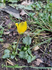 Ficaria verna