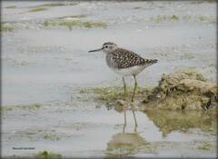 Tringa glareola