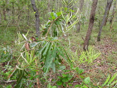 Banksia integrifolia compar