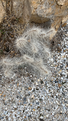 Opuntia polyacantha