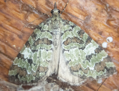 Hydriomena speciosata