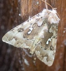 Autographa corusca