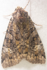 Anaplectoides prasina