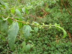 Trema tomentosa