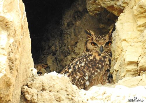 Búho desértico (Bubo ascalaphus)