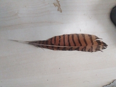 Centropus phasianinus