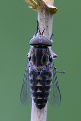 Tabanus maculicornis