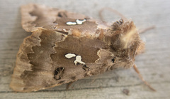 Autographa corusca