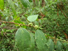 Trema tomentosa