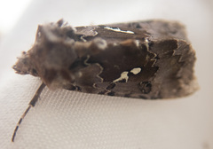 Autographa corusca