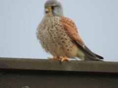 Falco tinnunculus